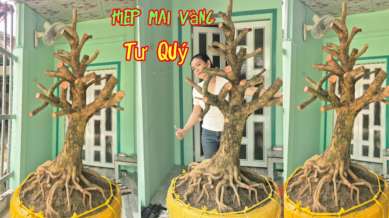 #maitưquý#mv5/3 lh0939860078