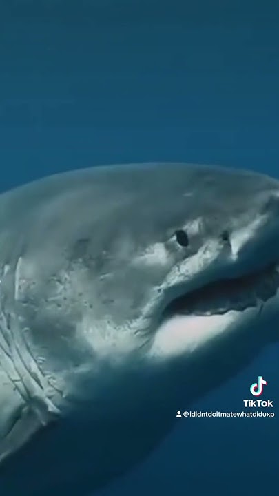 🌊🌊🌊💙💙💙DEEP BLUE GREAT WHITE SHARK💙💙💙🌊🌊🌊 - YouTube