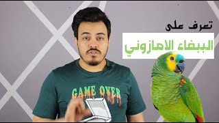 درجات الببغاء الامازوني وانواعهم