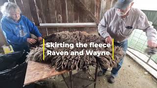 Shearing the Rams 2025