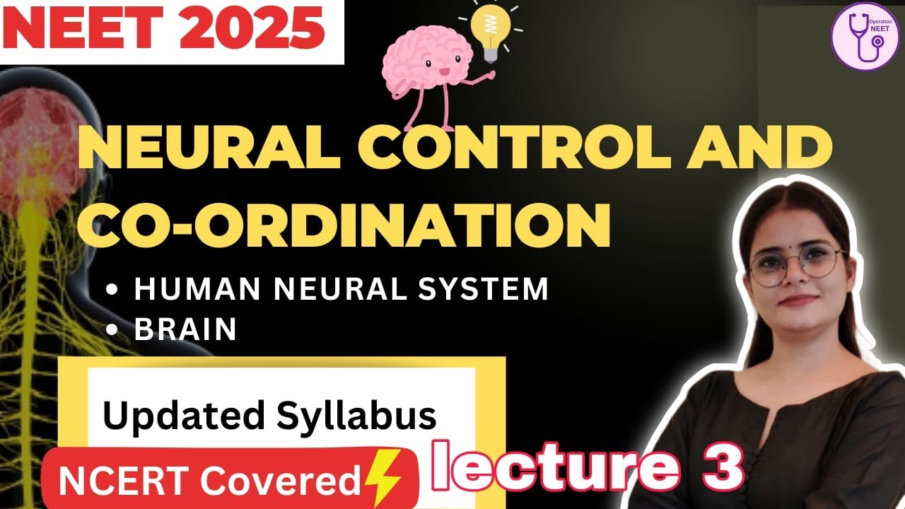 |Human Neural system|Brain|Neural control and co ordination|Lecture 3 |