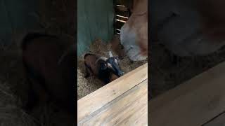 Lucky The Horse Meets His New Pen Mates Aja And Pogo.