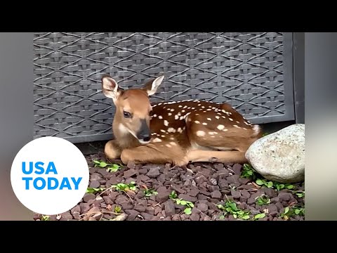 New Jersey TikToker delighted by newborn fawn on her patio | USA TODAY