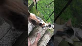 Meet my stray cat😂🤣 🐱funny cute cats videos 🐱