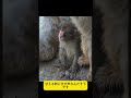 【パンチくん🐵】「一人にしないで」パンチくん心の叫び。#shorts