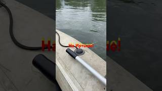 На Иртыше:Ловим хариуса с женой!#подписка #fishing #рекомендации #