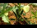 Ladies finger (Okra) grow up in backyard