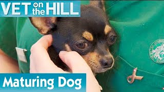 Is This Dog Ready For Pregnancy? | FULL EPISODE | S01E08 | Vet On The Hill