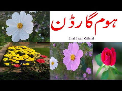 home-gardening-in-pakistan,-beautiful-natural-flowers-in-the-home-garden