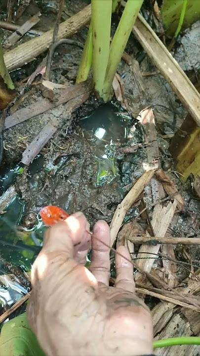 MANCING BELUT MONSTER PAKAI UMPAN ANAK IKAN DI KOLAM RAWA TUA