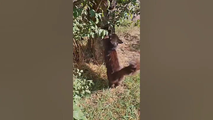 Video 10889081: perfect cat, cat walk cute, funny cat