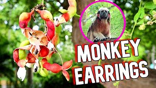 MONKEY EARRINGS & CHUPA CHUPA - Tasting Weird Looking Fruit in Colombia