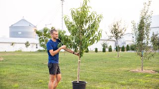 The BEST Way to Plant a Tree