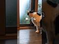 えっほのうた誘いもせず伝えに行く猫を追いかける子猫#shorts