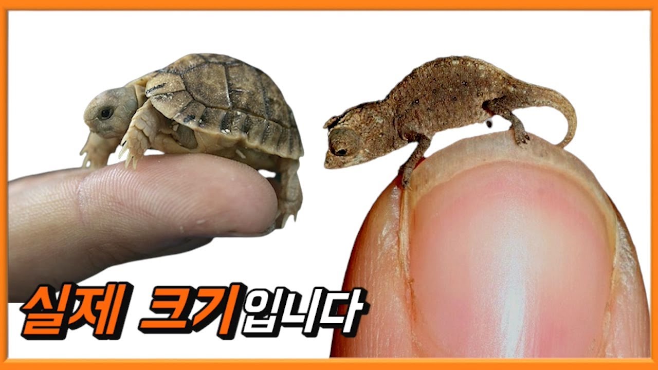 지구상에서 가장 작은 동물 TOP 7 - YouTube