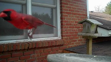 Cardinals Attacking Their Own Reflection!