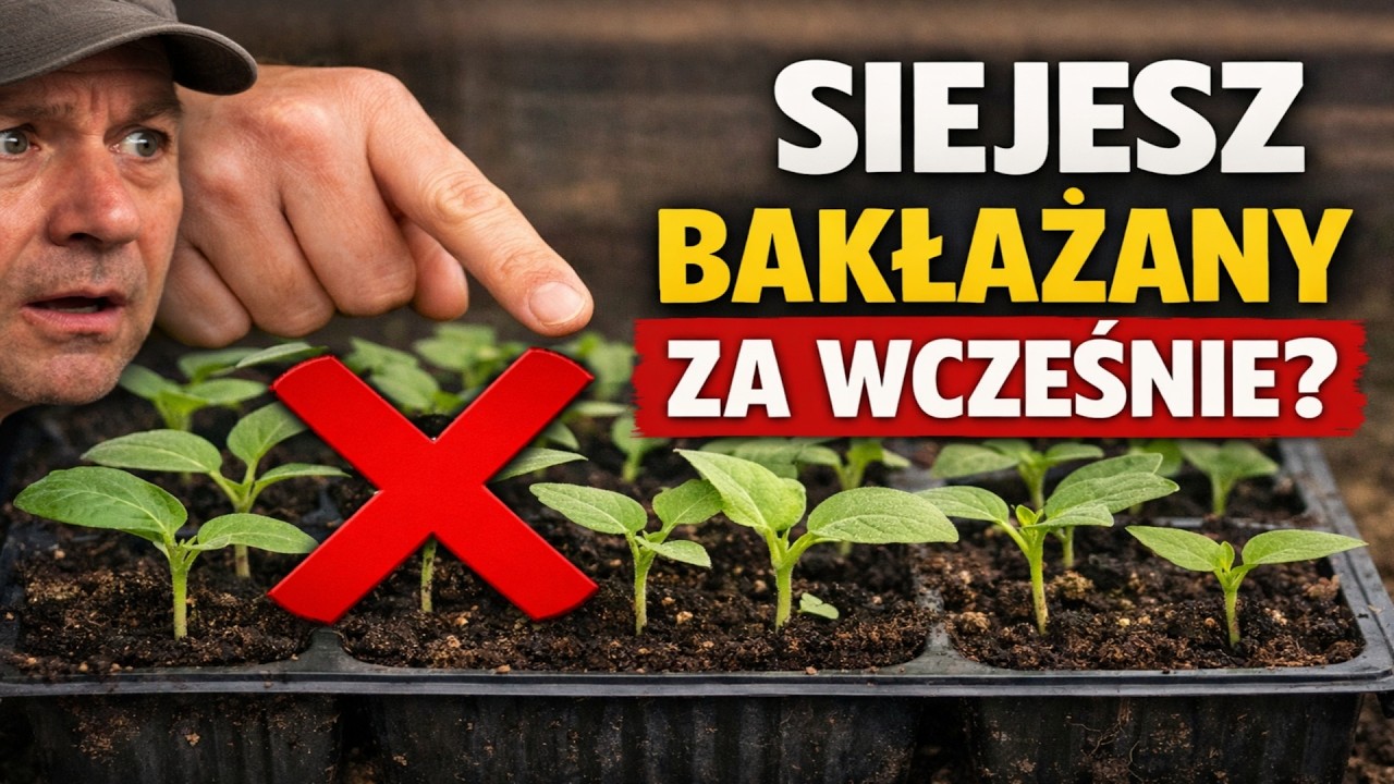 NAJWIĘKSZY błąd 99% ogrodników! Kiedy TAK NAPRAWDĘ powinno się siać bakłażany na rozsadę?