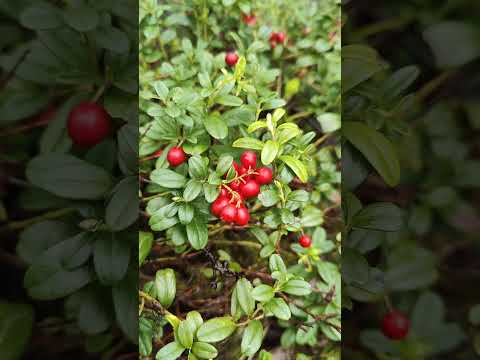 Βίντεο: Εσωτερικό και lingonberry χρώμα