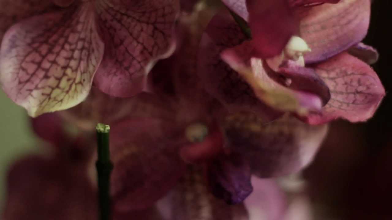 Woodhouse Day Spa Business Promo Video by SEO & Video Marketing YouTube