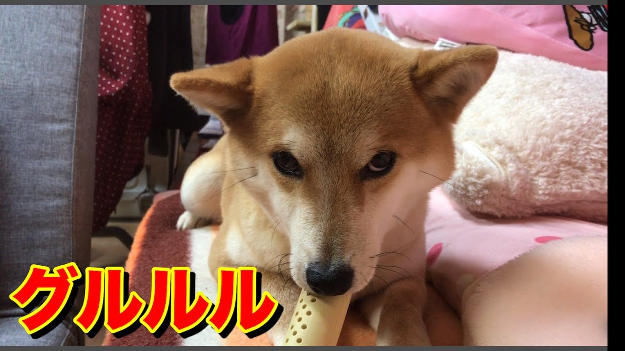 柴犬ハナ 普段温厚な犬が唸る時がこちら Shiba is angry! YouTube