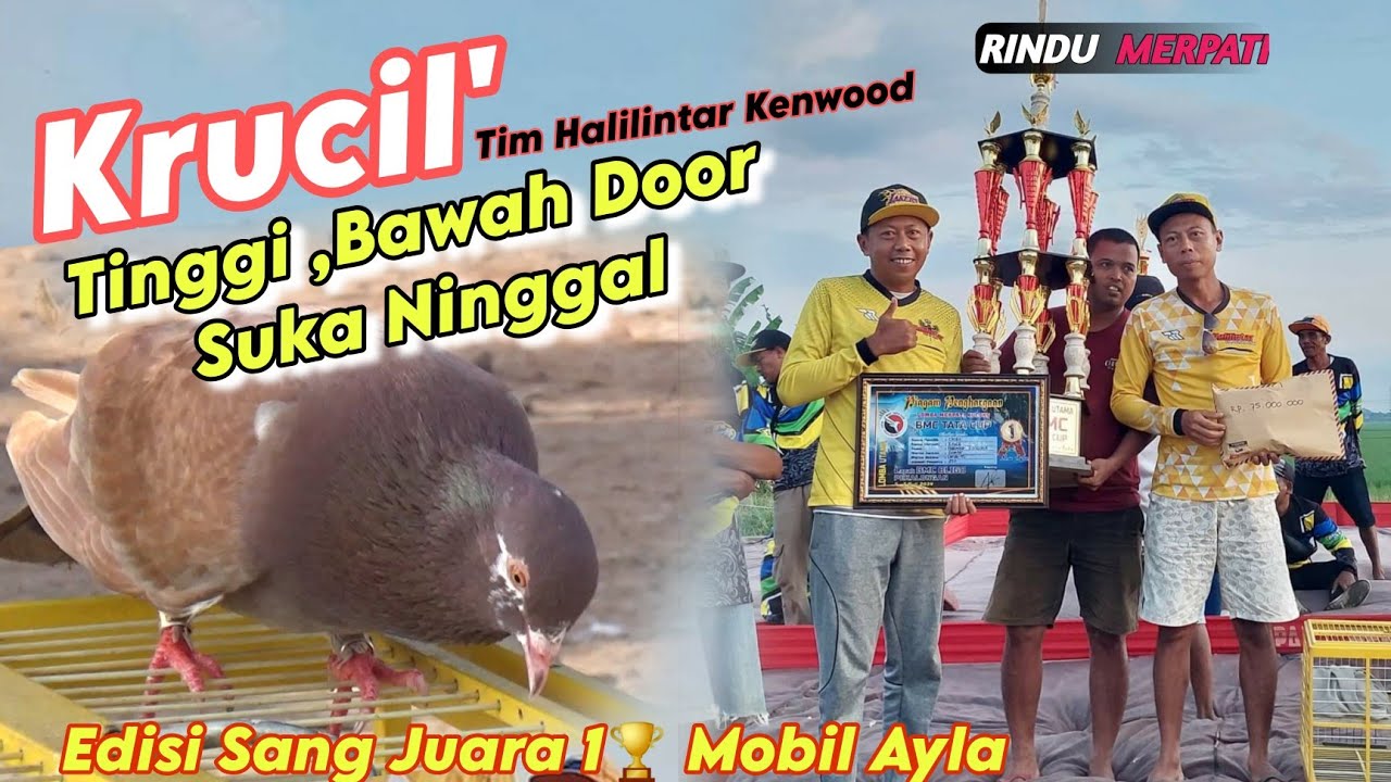 Best Of The Best KRUCIL' Tim Halilintar Kenwood Dapat Juara 🏆 ke 1 Mobil Ayla BMC Bligo