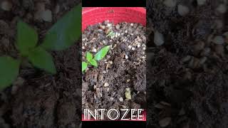 Bell pepper growing time lapse fruit satisfying ytshorts