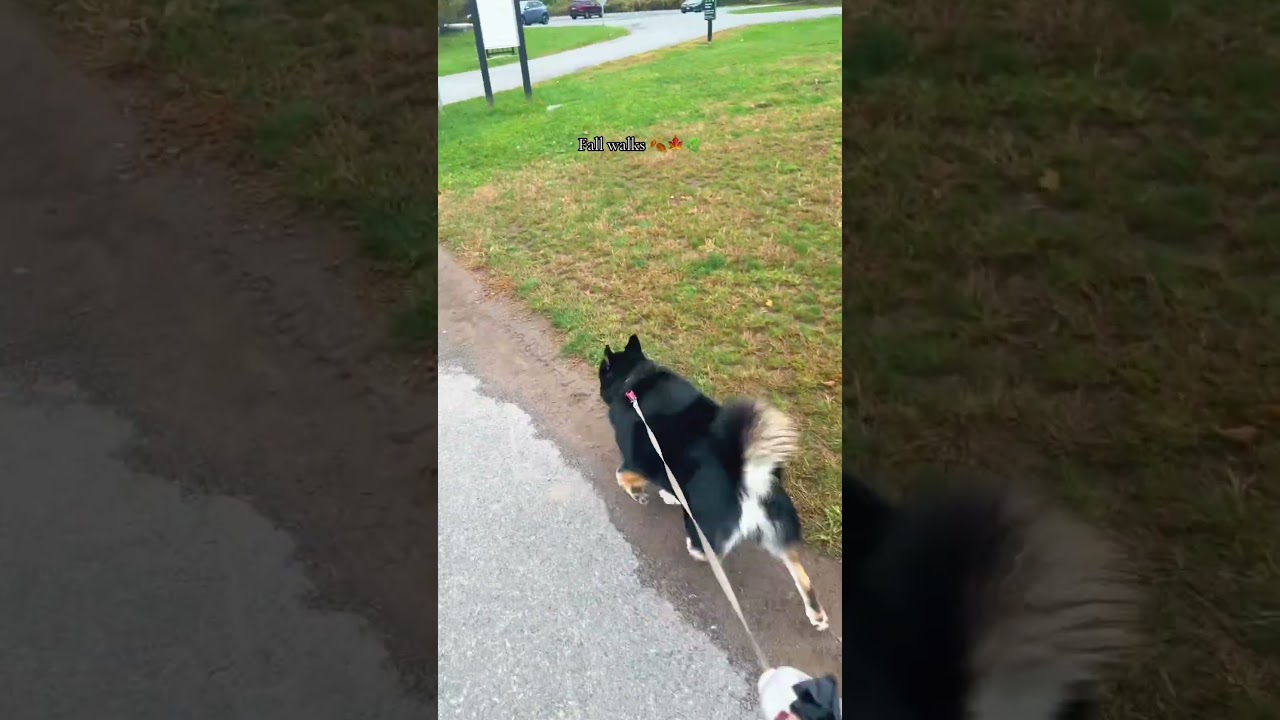 #fall #walk #nature #cny #dogwalk