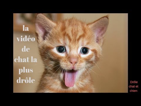 Drôle Chat Et Chien Meilleur Video 2019 03