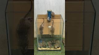 Best Mouse Trap Idea/Creative Mouse Trap #Rat #Mousetrap #Rattrap