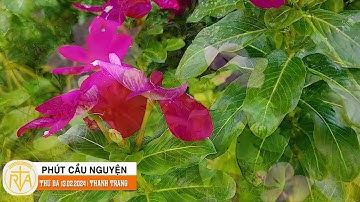 Phút Cầu Nguyện, Thứ Ba 13/02/2024: Hoàn tất ơn gọi đời mình