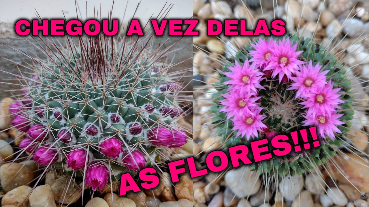 A PRIMAVERA ESTÁ NO AR... CACTOS E SUCULENTAS COM FLORES | CACTUS TV -  thptnganamst.edu.vn