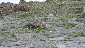 Steenloper - Arenaria interpres - Rudy Turnstone