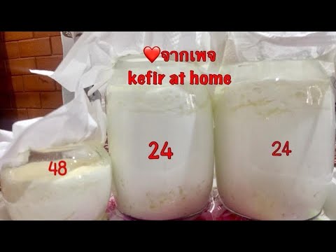 วีดีโอ: มาเรียนรู้วิธีการทำ kefir แบบโฮมเมดจากนมกัน? การเพาะเลี้ยง Kefir กับ bifidumbacterin