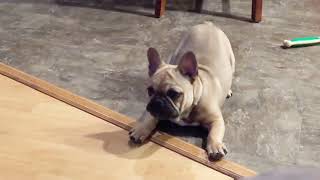 French Bulldog Puppy just as CRAZY as our Pet Foxes!! by Kristina Wieghmink 1,812 views 4 years ago 8 minutes, 19 seconds