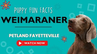 Everything you need to know about Weimaraner puppies! by Petland Fayetteville 3 views 9 months ago 1 minute, 8 seconds