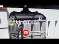 Pancingan Cendet Trotol Pancingan Cendet Muda Pancingan Cendet Macet Masteran Cendet Tembakan Rap Mp3 - Mp4 Download