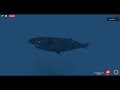 (icy seas) como encontrar lion´s mane jellyfish, kelp snailfish y greenland shark en dbsa de roblox