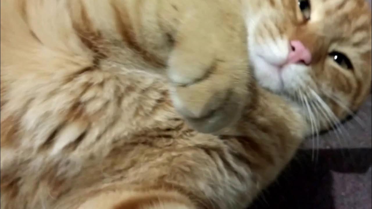 숫놈인데도 불구하고 교태 부리는 길고양이 노랭이. - Youtube