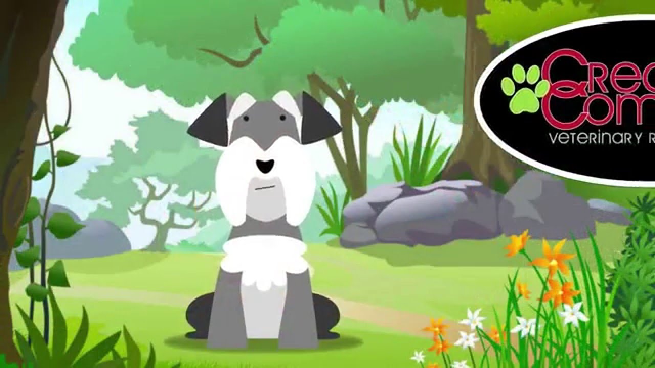 Creature Comforts Veterinary Resort Suites Upstate Sc