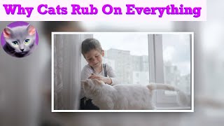 Top 11 Reasons Why Your Cat Rubs On Things! by Pretty Purrfect Cat Facts 122 views 10 months ago 2 minutes, 51 seconds