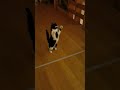 Mustache Cat Catching a Treat Mid-Air in Super Slow-Mo