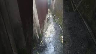 Kucing hitam putih, Amoy. #semuaorang #cat #reels