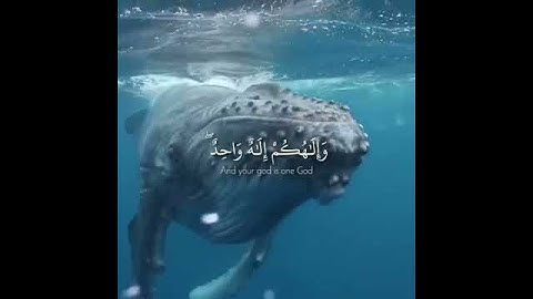 قرآن كريم بصوت عبدالله الموسي 🌼🎧 أجمل حالات واتس اب دينية مقاطع دينية قصيرة مقاطع انستقرام دينية