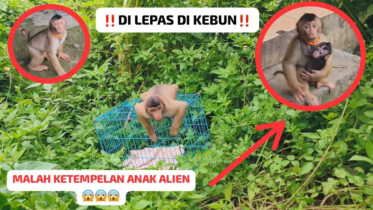MELEPAS LIARKAN BERUK LILY KE KEBUN BLANTARA‼️Anak alien jadi saksi nyata