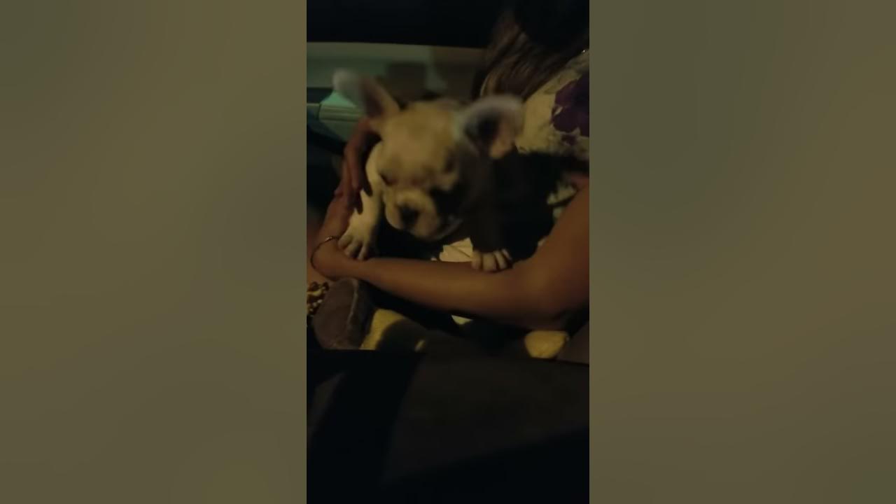 My frenchie throwing up and making weird noises! YouTube