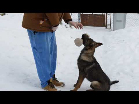 Video: Ako liečiť zápchu u psov: 9 krokov (s obrázkami)