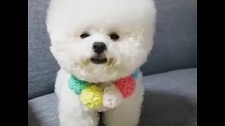 The Ultimate Ball of Fluff Dogs | 9GAG it screenshot 4