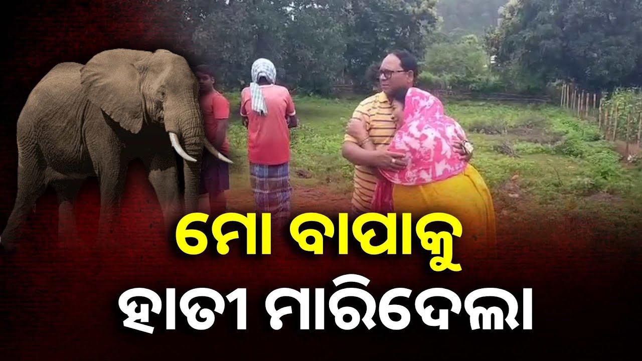 ଜୀବନକୁ ବାଜିରେ ଲଗାଇ ଦିନ କାଟୁଛନ୍ତି ଗାଁ ଲୋକେ, ହାତୀ ଆକ୍ରମଣରେ ଯାଉଛି ଜୀବନ ||Knews Odisha