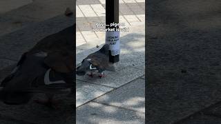 Even Pigeons Are in On This Job Search