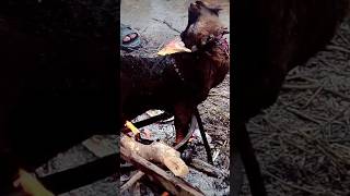 Goat barbecue loading  #viralvideo #food #barbecue #goatmeat #roasting